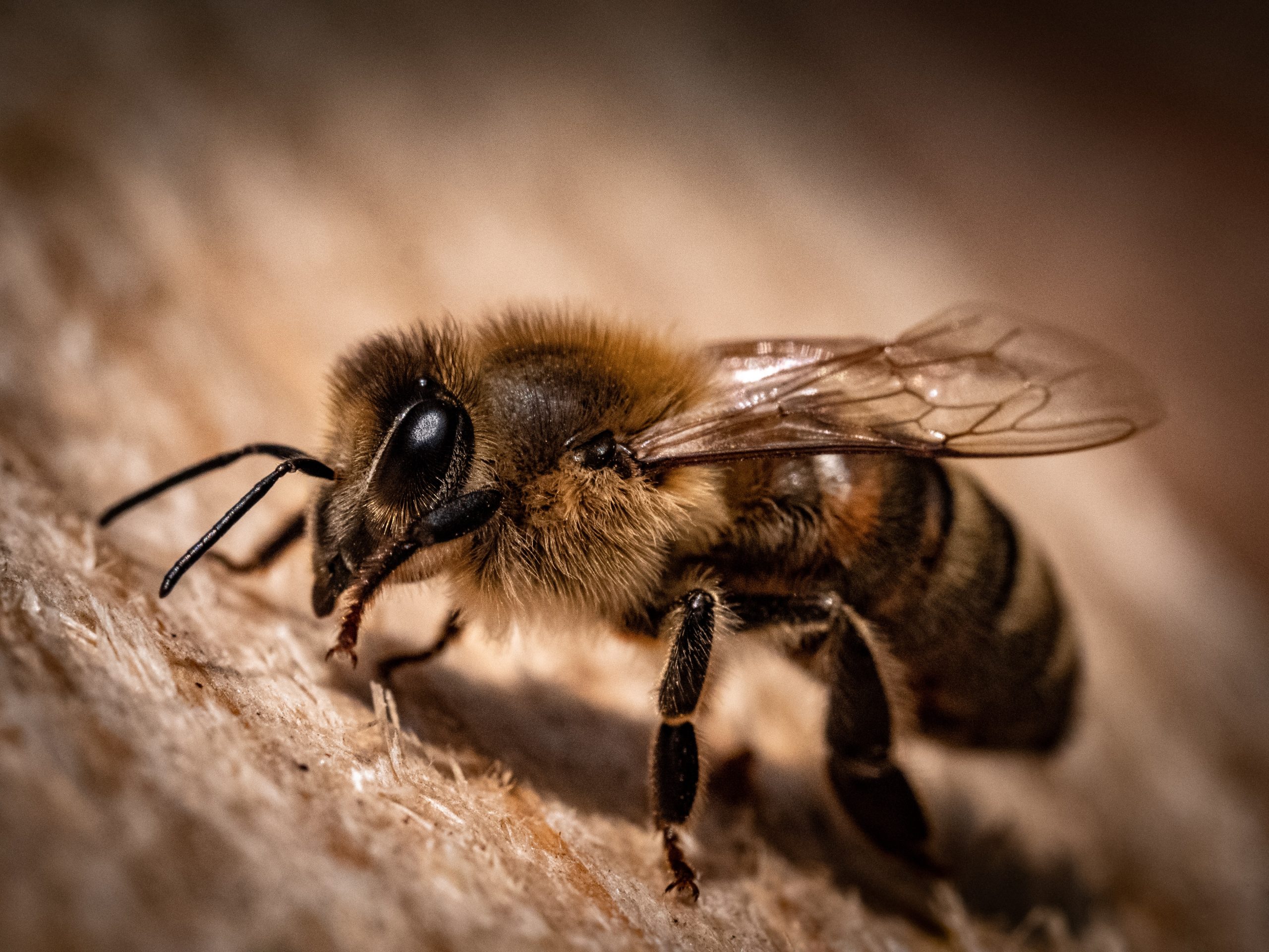 Close up image of honeybee