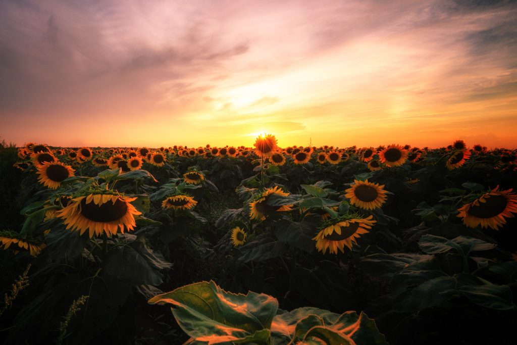 A field of sunflowers with a cloudy sunset