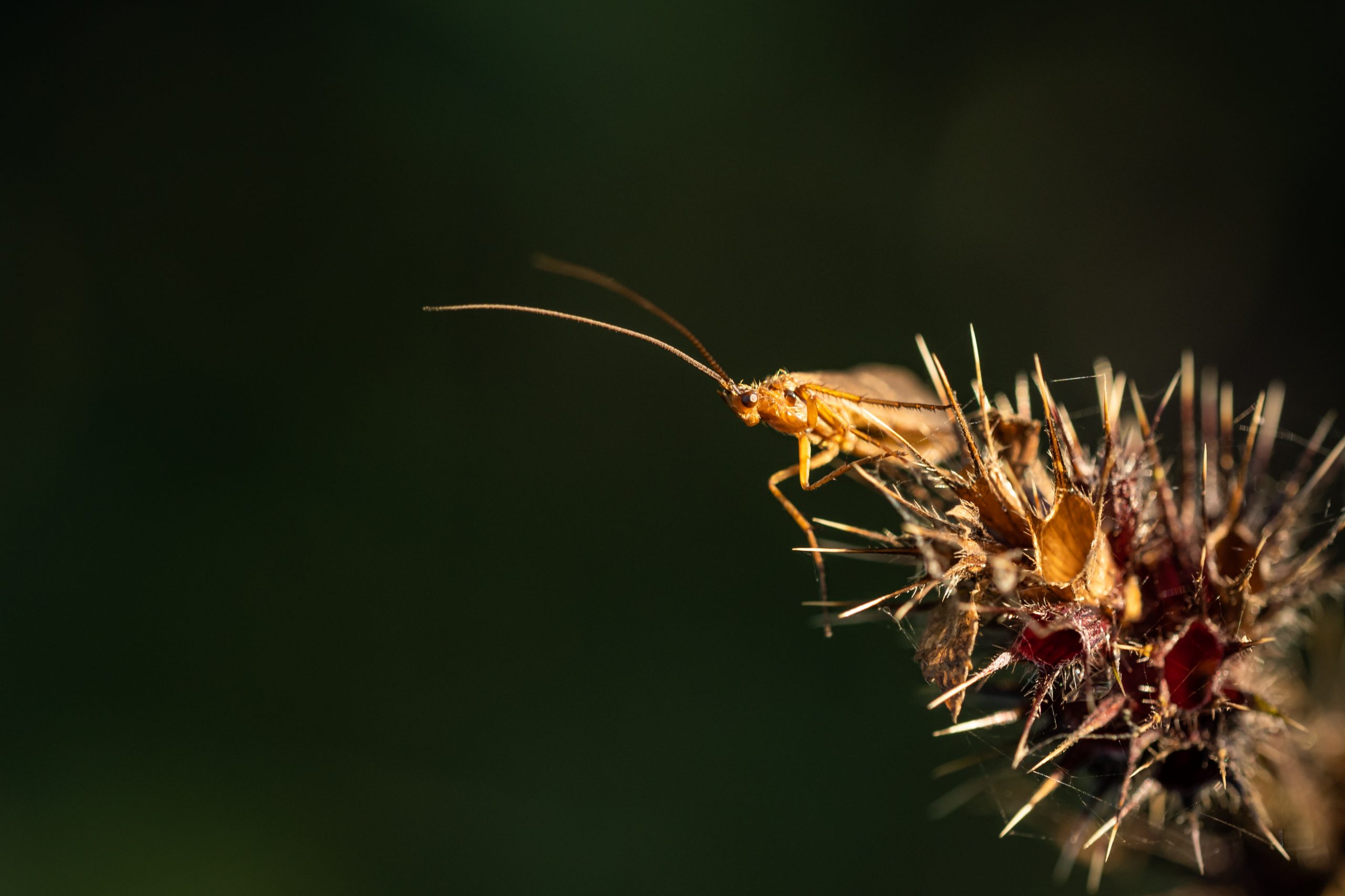 An insect perched on a plant burr