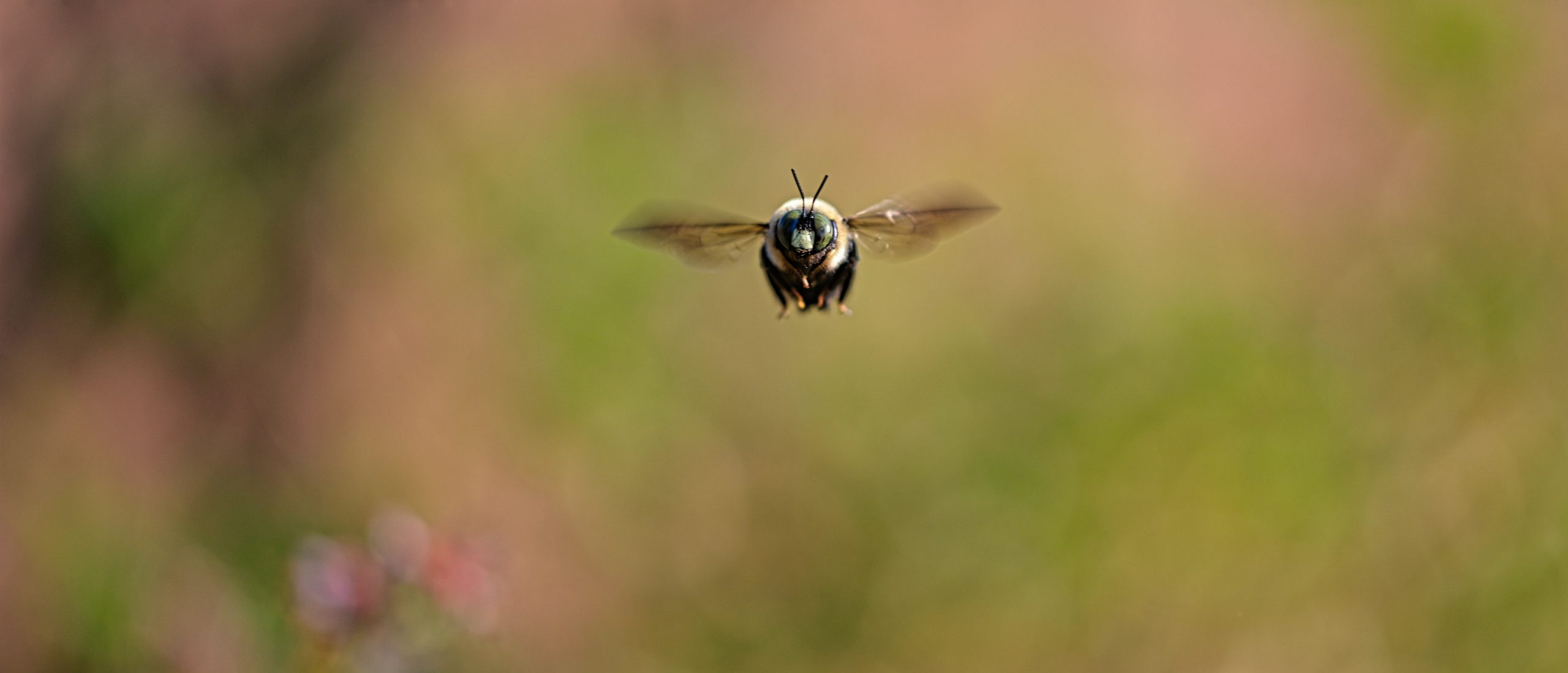 A bumblebee flies against a green and pink background