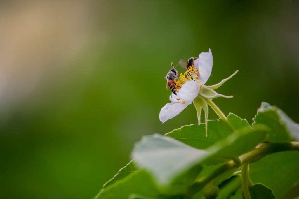 Two honeybees on a white flower