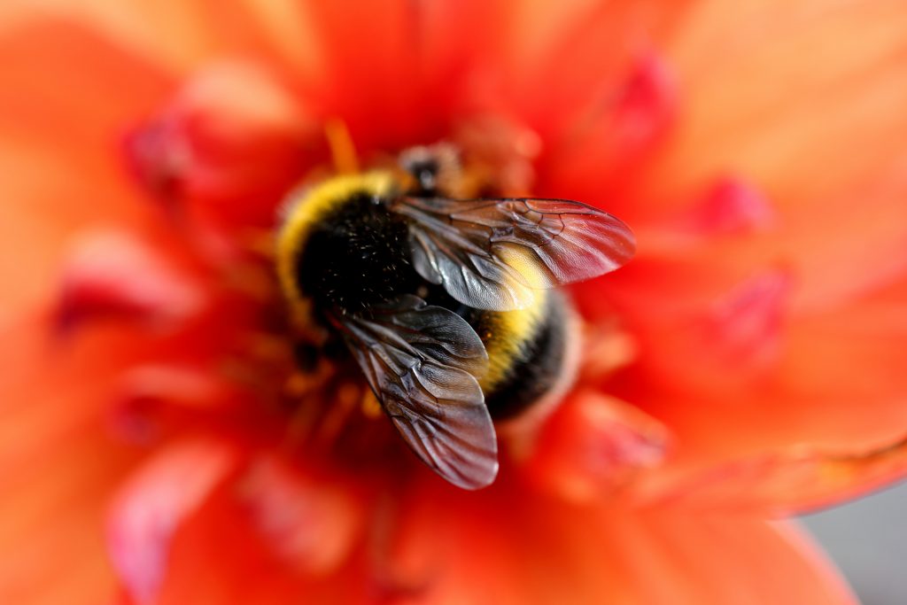 A fuzzy bumble bee nestles into a red-orange flower