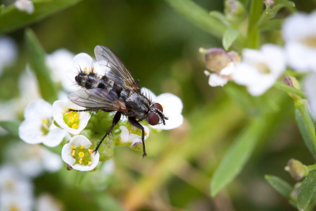 A fly perches on a cluster of white and yellow flowers