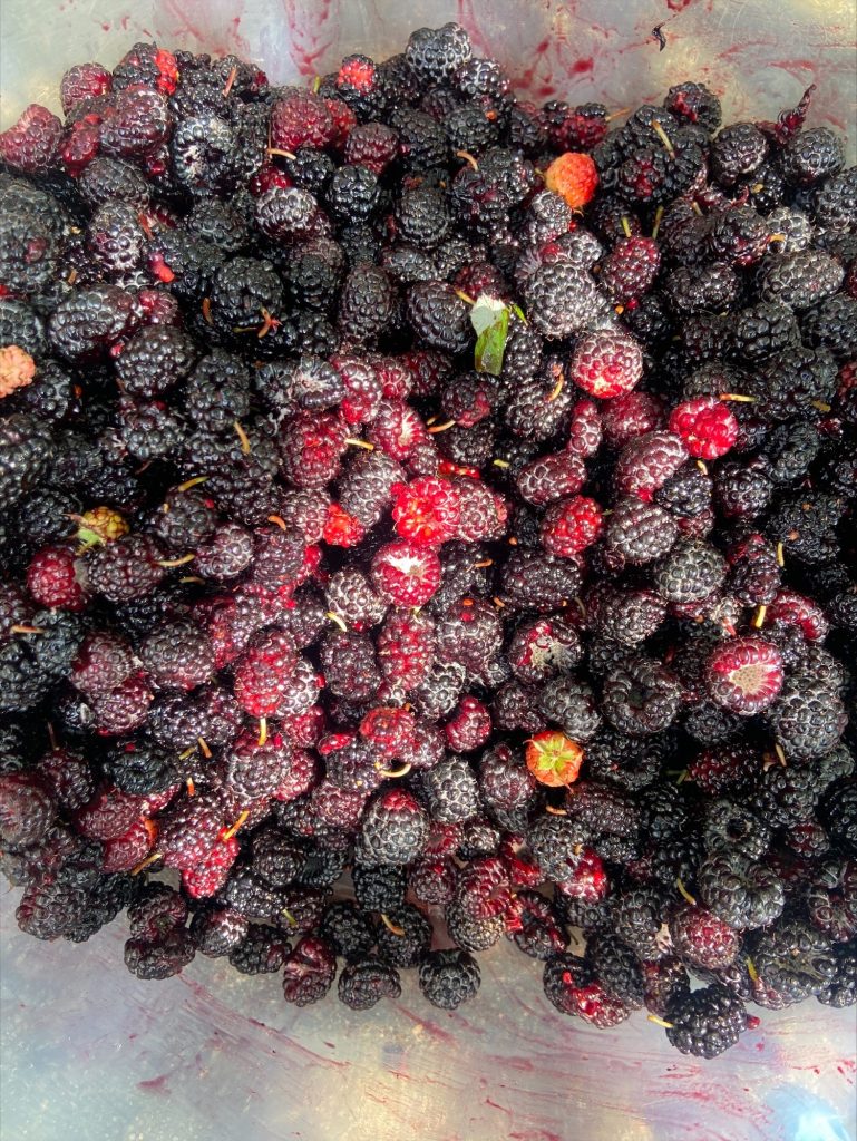 Mulberries and black raspberries